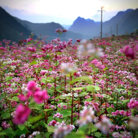 Hanoi - Ha Giang - Dong Van Karst Plateau 3 Days 3 Nights, Departure Every Friday
